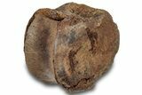 Hadrosaur (Edmontosaurus) Caudal Vertebra Centrum - South Dakota #316921-1
